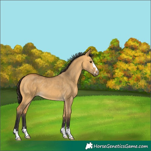 Horse Color:Buckskin Dun 