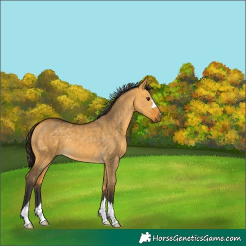 Horse Color:Buckskin Dun 
