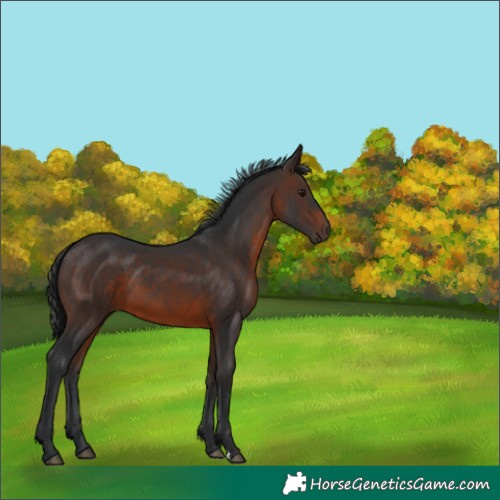 Horse Color:Brown 