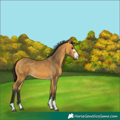 Horse Color:Buckskin 