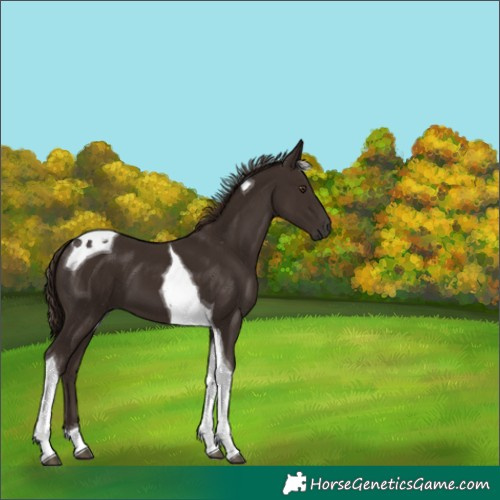 Horse Color:Liver Chestnut Tobiano 