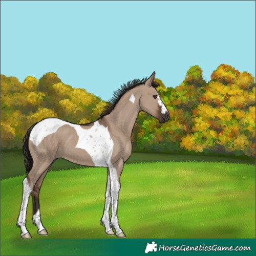 Horse Color:Liver Red Dun Tobiano 