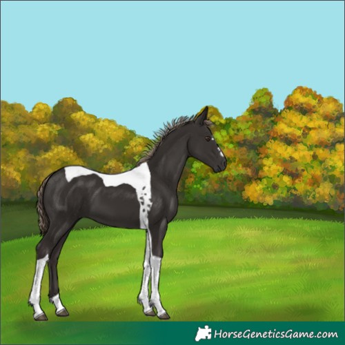 Horse Color:Liver Chestnut Tobiano 