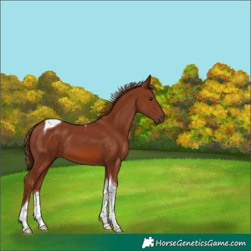 Horse Color:Chestnut Tobiano 