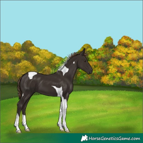 Horse Color:Liver Chestnut Tobiano 