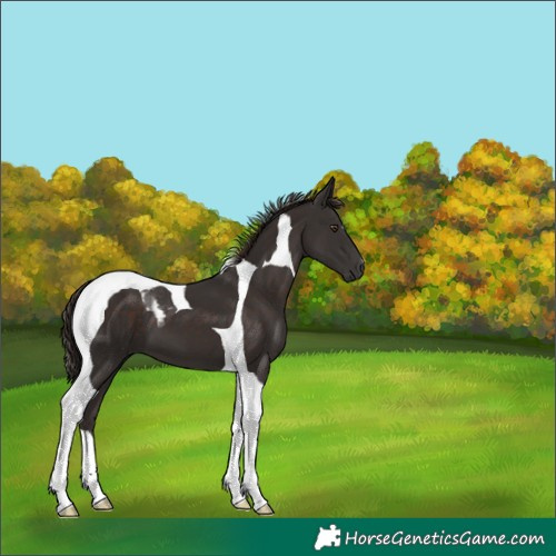 Horse Color:Liver Chestnut Tobiano 