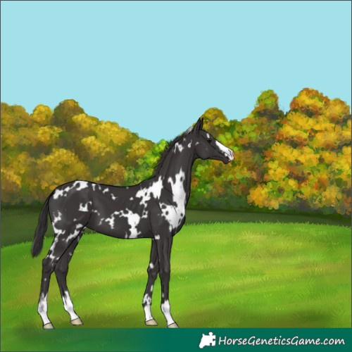 Horse Color:White Spotted Smoky Black 