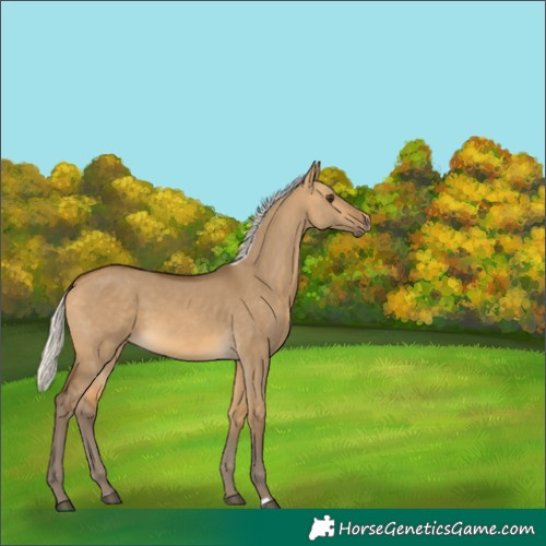 Horse Color:Silver Buckskin Dun 