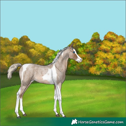 Horse Color:Chocolate Palomino Roan Splash Tobiano Appaloosa 