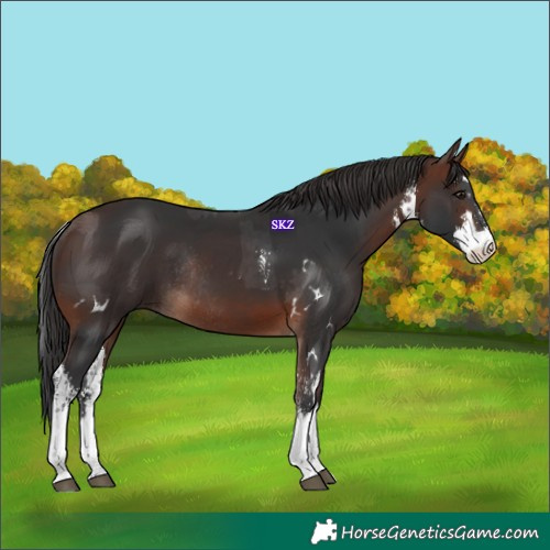 Horse Color:White Spotted Brown Sabino  and White Spotted Brown Rabicano 