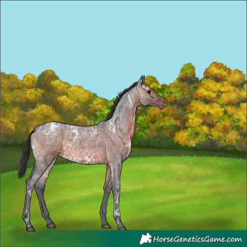 Horse Color:White Spotted Brown Ice Roan 