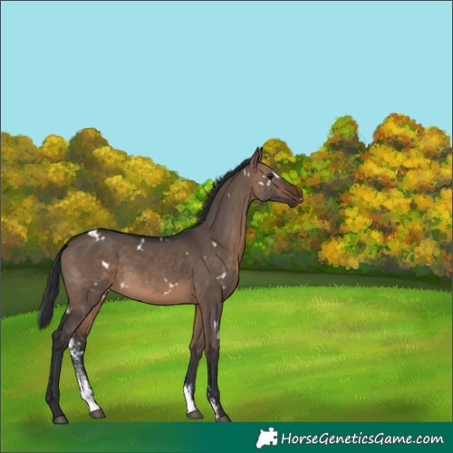 Horse Color:White Spotted Brown Dun Sabino Rabicano 