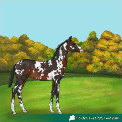 Horse Color:White Spotted Brown 