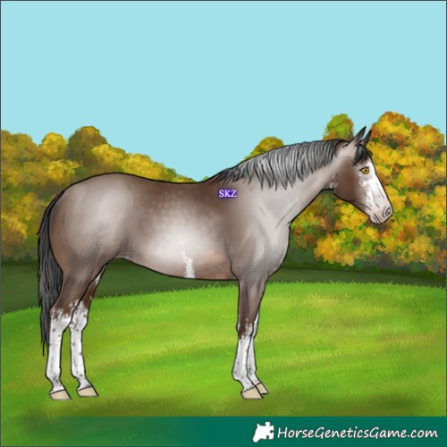 Horse Color:Gray White Spotted Sable Champagne 