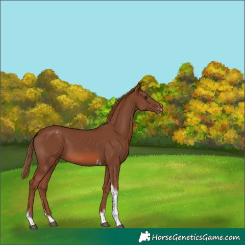 Horse Color:Chestnut Sabino Tobiano Appaloosa 
