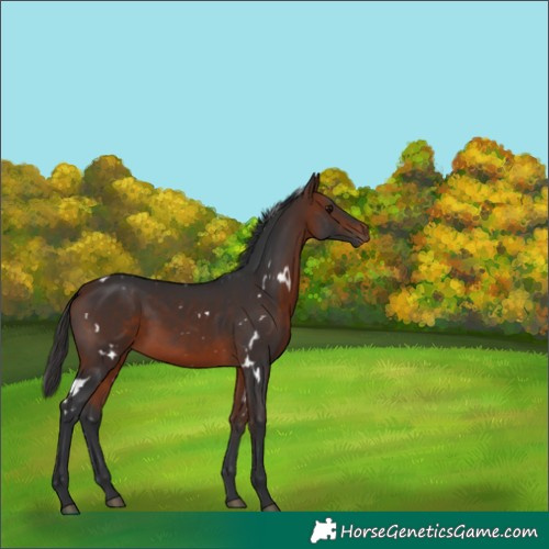 Horse Color:White Spotted Bay 