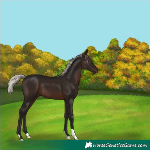 Horse Color:Gray Silver Brown 