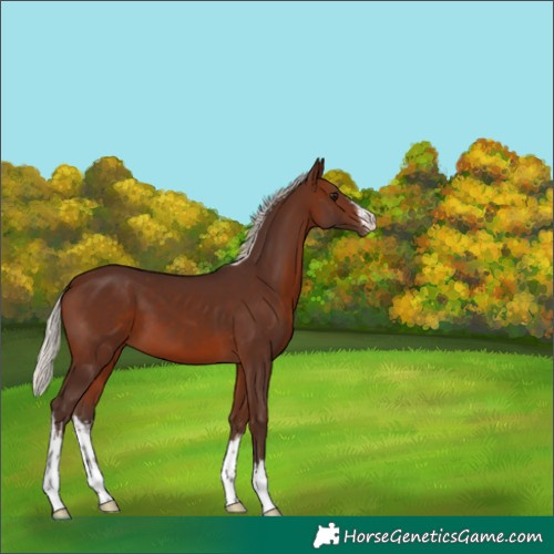 Horse Color:White Spotted Silver Brown Appaloosa 