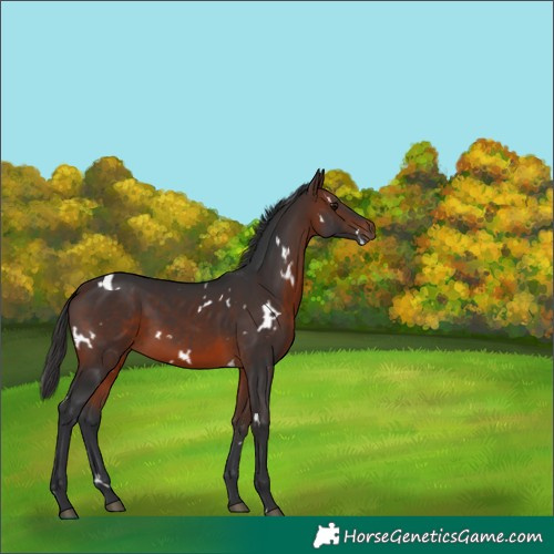 Horse Color:White Spotted Brown 