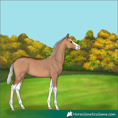 Horse Color:Silver Bay Dun Splash 