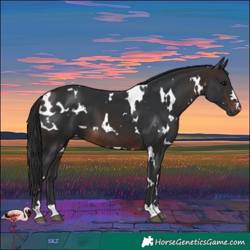 Horse Color:White Spotted Brown 