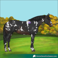 Horse Color:White Spotted Brown 