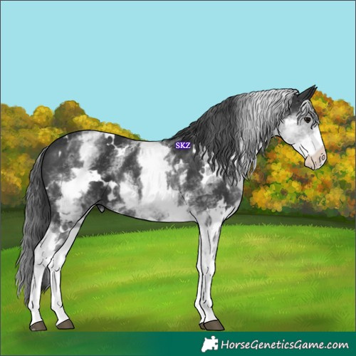 Horse Color:White Spotted Black 