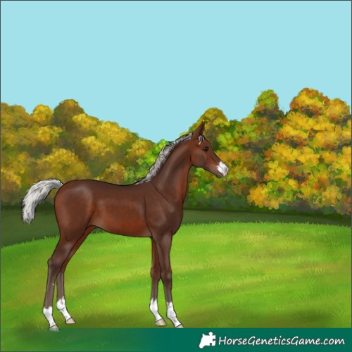 Horse Color:Silver Bay 