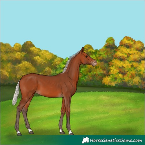 Horse Color:Silver Bay Appaloosa 