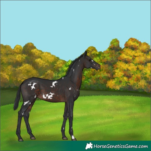 Horse Color:White Spotted Brown 