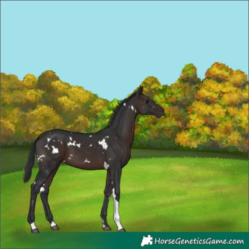 Horse Color:White Spotted Brown Tobiano 