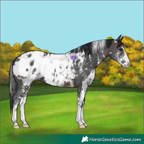 Horse Color:White Spotted Brown Sabino Appaloosa 