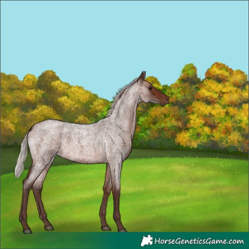 Horse Color:Silver Brown Roan 