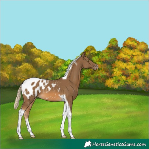 Horse Color:Chocolate Palomino Tobiano Blanket 