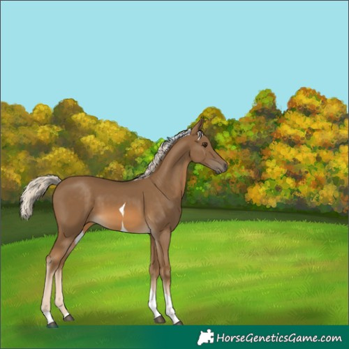 Horse Color:Chocolate Palomino Tobiano 