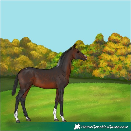 Horse Color:Brown Tobiano 