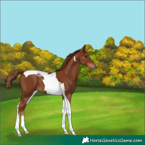 Horse Color:Chestnut Tobiano 