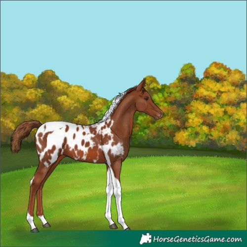 Horse Color:Chestnut Tobiano Appaloosa 