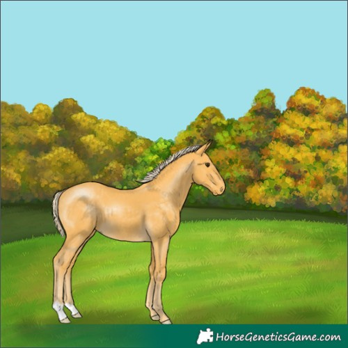 Horse Color:Palomino 