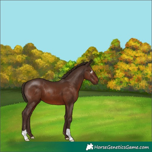 Horse Color:Gray Chestnut