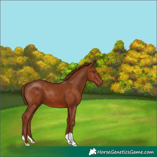 Horse Color:Chestnut 
