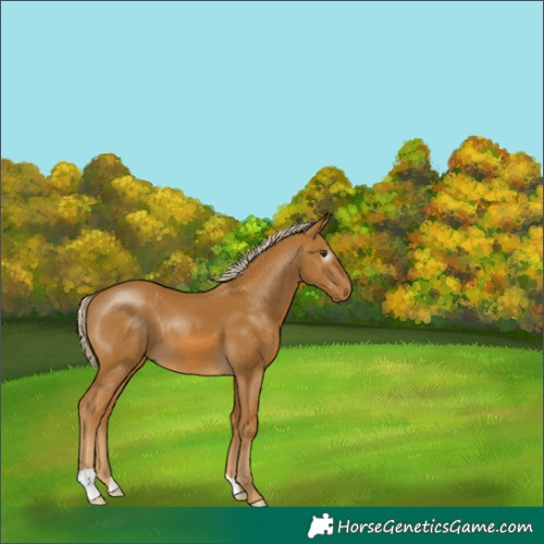 Horse Color:Gray Palomino