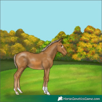 Horse Color:Gray Palomino 