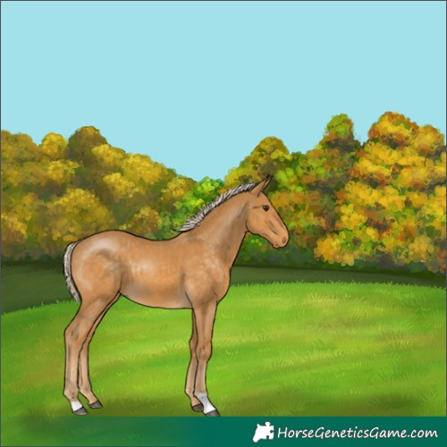Horse Color:Palomino 