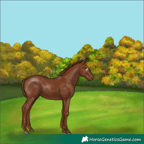 Horse Color:Gray Chestnut
