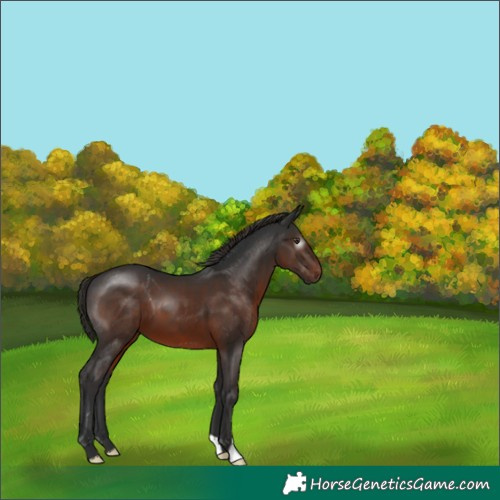 Horse Color:Gray Liver Chestnut
