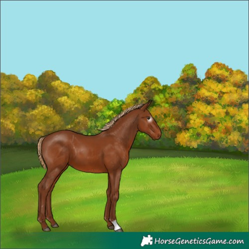 Horse Color:Gray Chestnut