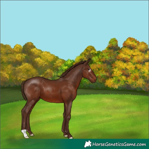 Horse Color:Gray Chestnut