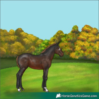 Horse Color:Gray Liver Chestnut
