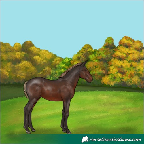 Horse Color:Liver Chestnut 